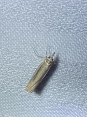 Crambus praefectellus