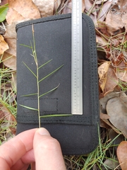 Zoysia pacifica