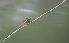 Onychothemis abnormis