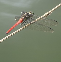 Onychothemis abnormis