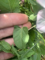 Convolvulus arvensis