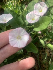 Convolvulus arvensis