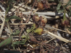 Xenostegia tridentata