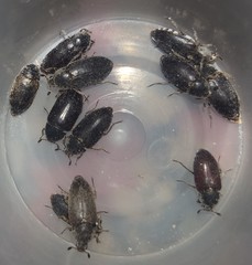 Dermestes frischii