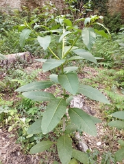 Phytolacca americana