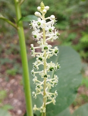 Phytolacca americana