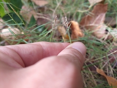 Zoysia pacifica