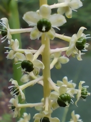 Phytolacca americana