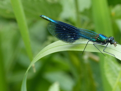 Calopteryx splendens