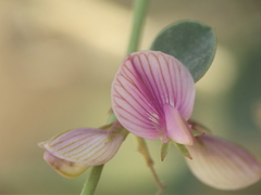 Taverniera cuneifolia