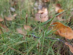 Zoysia pacifica