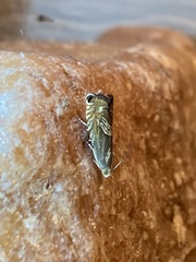 Grapholita delineana