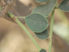 Taverniera cuneifolia