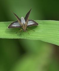 Aeromachus plumbeola