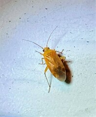 Parapsallus vitellinus