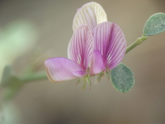 Taverniera cuneifolia