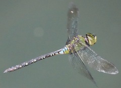 Anax panybeus