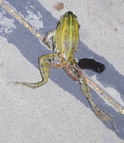 Black-spotted Frog