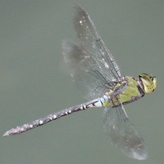 Anax panybeus
