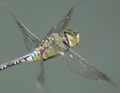 Anax panybeus