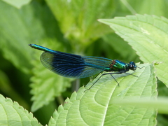 Calopteryx splendens