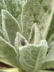 Kuschelina petaurista