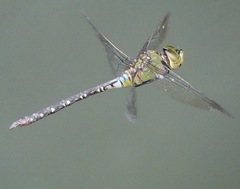 Anax panybeus