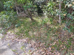 Zoysia pacifica