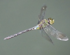 Anax panybeus
