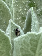 Kuschelina petaurista