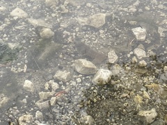 Austropotamobius pallipes