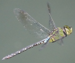 Anax panybeus