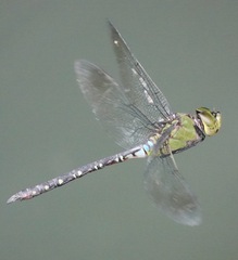 Anax panybeus