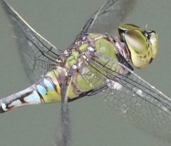 Anax panybeus