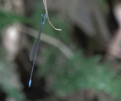 Teinobasis samaritis