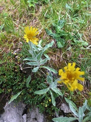 Hieracium villosum
