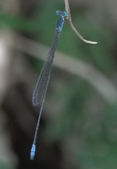 Teinobasis samaritis