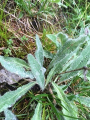 Hieracium villosum