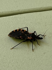 Triatoma sanguisuga