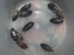 Dermestes frischii