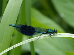 Calopteryx splendens