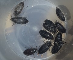 Dermestes frischii