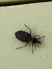 Triatoma sanguisuga