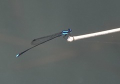 Prodasineura integra