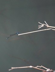 Prodasineura integra