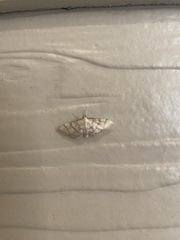 Polygrammodes flavidalis