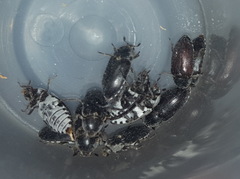 Dermestes frischii