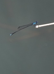 Prodasineura integra