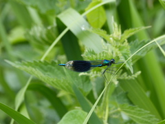 Calopteryx splendens