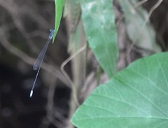 Teinobasis samaritis